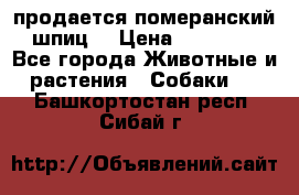 продается померанский шпиц  › Цена ­ 35 000 - Все города Животные и растения » Собаки   . Башкортостан респ.,Сибай г.